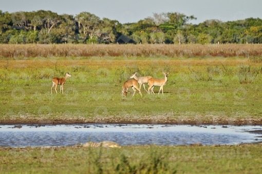 Venados en la sabana,Arauca / Deer in the savannah,Arauca