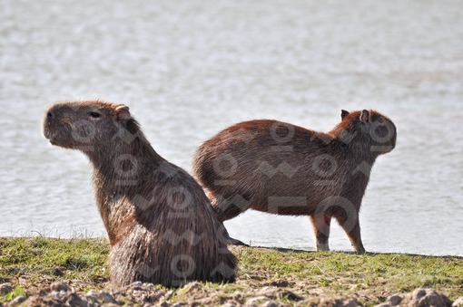 Chigüiros,Arauca / Capybaras,Arauca