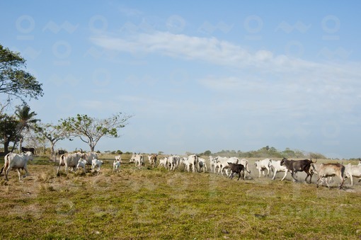 Ganado cebu criollo  de los llanos,Arauca / Creole Zebu Cattle Plains,Arauca