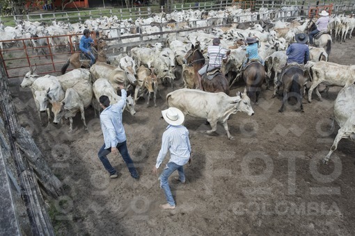 Vaqueros en los llanos orientales,Arauca / Cowboys in the eastern plains,Arauca