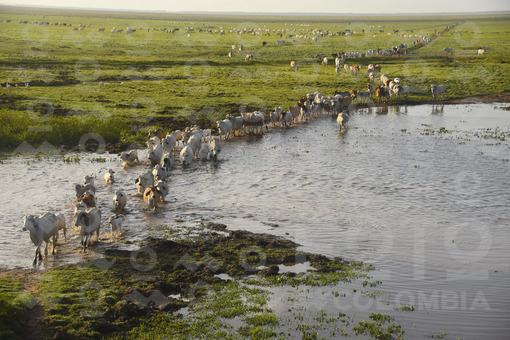 El ganado pasando una laguna,Arauca / The cattle passing a lagoon,Arauca