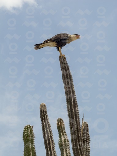 Ave Caracara,Guajira / Caracara bird,Guajira