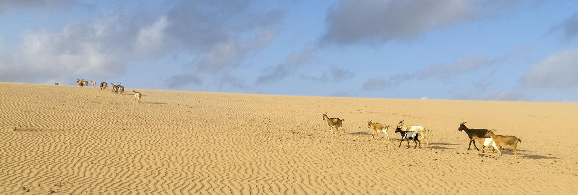 Banco de Imágenes de Colombia y América